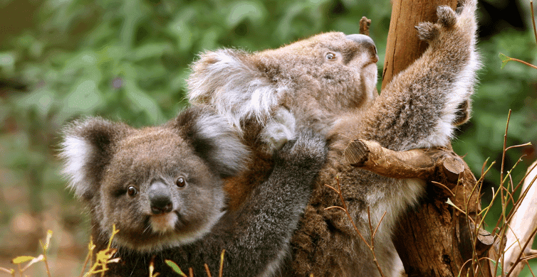 Great Ocean Road & 12 Apostles Day Trip photo 7