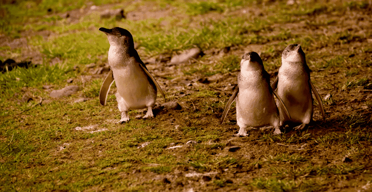 Phillip Island Penguin Parade Tour photo 2