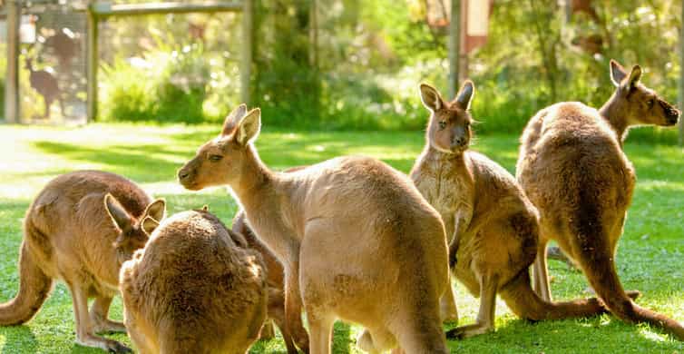 Healesville Sanctuary Wildlife Experience