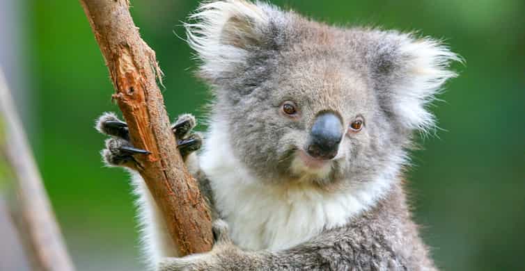 Healesville Sanctuary Wildlife Experience photo 8