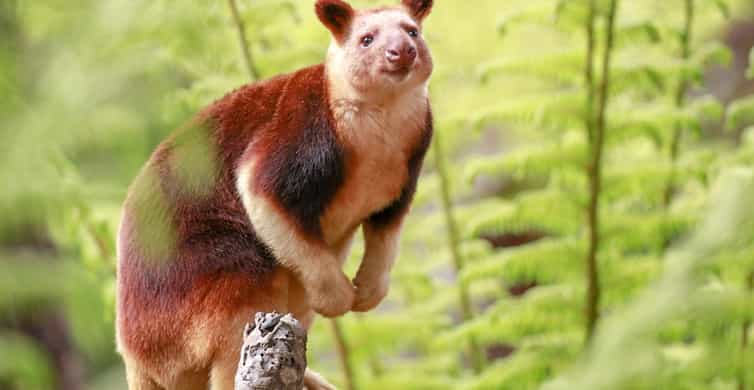 Healesville Sanctuary Wildlife Experience photo 10