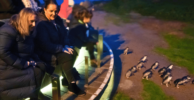 Phillip Island Penguin Parade Tour