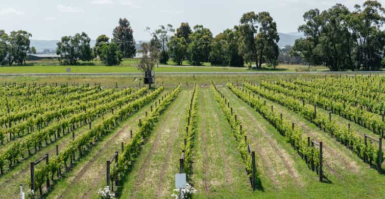 Yarra Valley Winery Hopping Tour photo 8