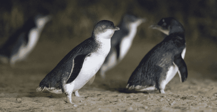 Phillip Island Penguin Parade Tour photo 3